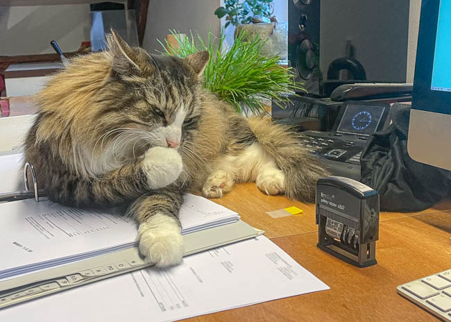 Merlin Atelierkatze bei mcid.