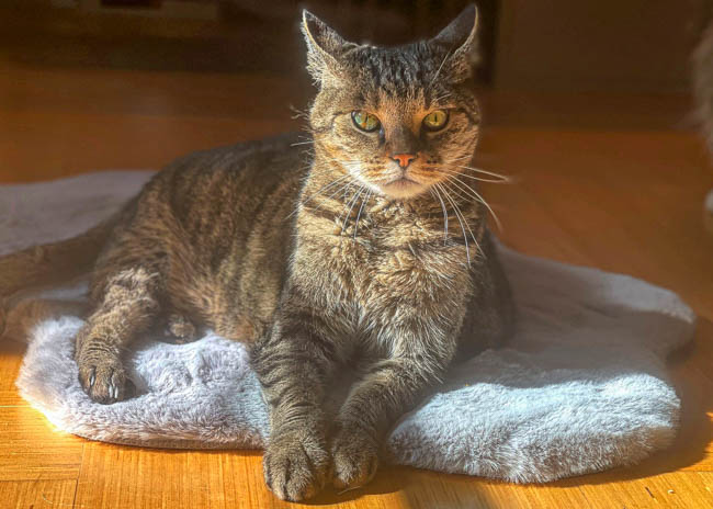 Mogli Atelierkatze bei mcid.